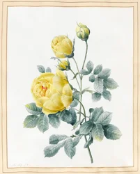 Sárga rózsák, 1827 (wc pergamenre)